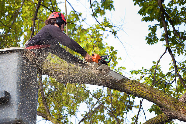 Best Tree Risk Assessment  in Black River, NY